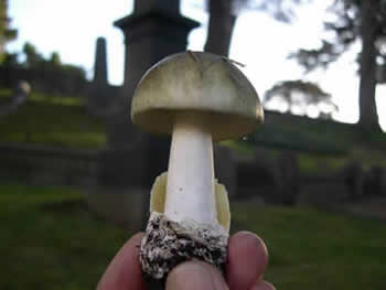 Amanita phalloides